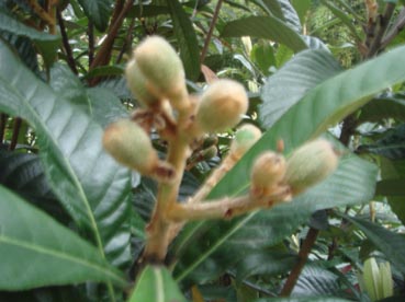 Loquat10