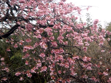 後田彼岸桜