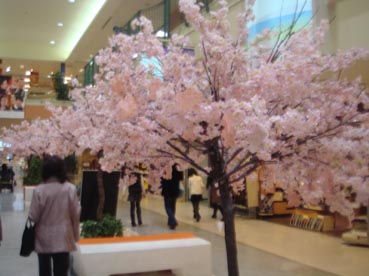 Seas mall sakura