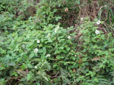 Wild berry Wild berry