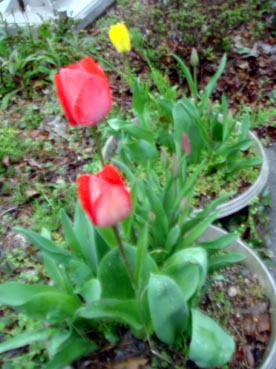 Tulip10