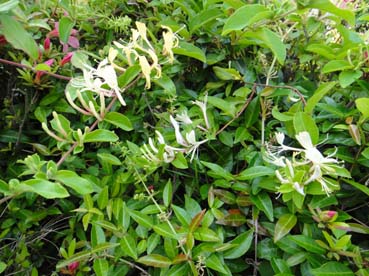 Honeysuckle