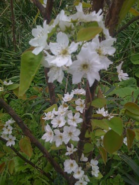 梨の花