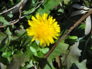DSC01768 DSC01768