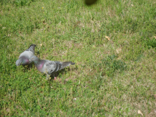 DSC02686